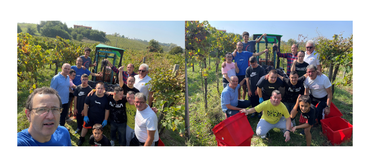 VENDEMMIA 2024